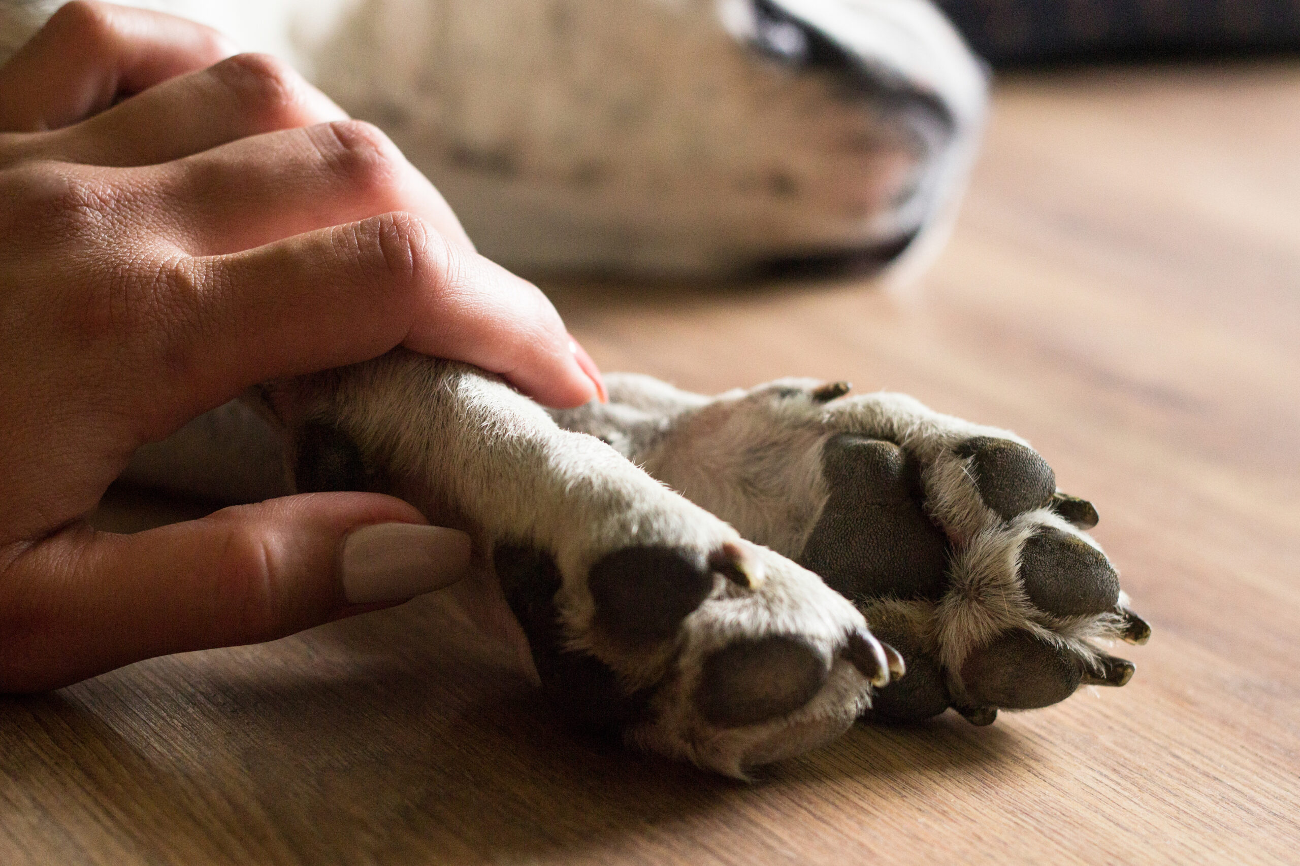 Pet Grief Counseling Certification A Compassionate Path to Supporting Grieving Pet Owners
